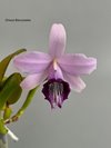 Laelia dayana var. coerulea 